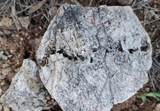 TBD Walker Ranch Road - Photo 26
