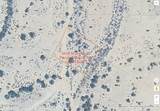 4520 Cibola (13 Lots ) Circle - Photo 9