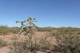 TBD Agua Blanca Road - Photo 33