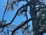 10810 Tanager - Photo 18
