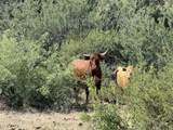 00 Founders Trail Trail - Photo 12