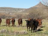 00 Founders Trail Trail - Photo 15