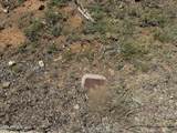 2814 Mystic Canyon Drive - Photo 8