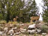 4660 Deer Run Trail - Photo 12