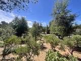 2810 Coyote Mint Circle - Photo 11