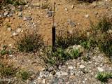 TBD Cll La Quinta Street - Photo 29