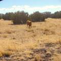 Lot 261 Elk Valley Ranch - Photo 4