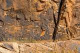 000 Bell Cow Aka Rock Art Ranch Road - Photo 26