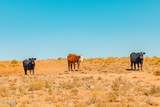 000 Bell Cow Aka Rock Art Ranch Road - Photo 58