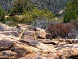 0000 Monica Mine Road - Photo 8