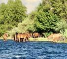 22433 Cattle Drive - Photo 58