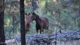 151 Deer Trail - Photo 34