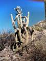 xxx Lake Pleasant / Cow Creek Road - Photo 29