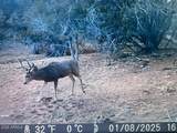 918 Wolf Road - Photo 12