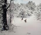 918 Wolf Road - Photo 3