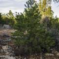 3633 Sunset Ridge Loop - Photo 8