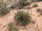 000 Bell Cow Aka Rock Art Ranch Road - Photo 11