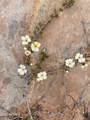000 Bell Cow Aka Rock Art Ranch Road - Photo 9