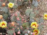 4303 Cactus Road - Photo 33