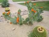 4303 Cactus Road - Photo 34