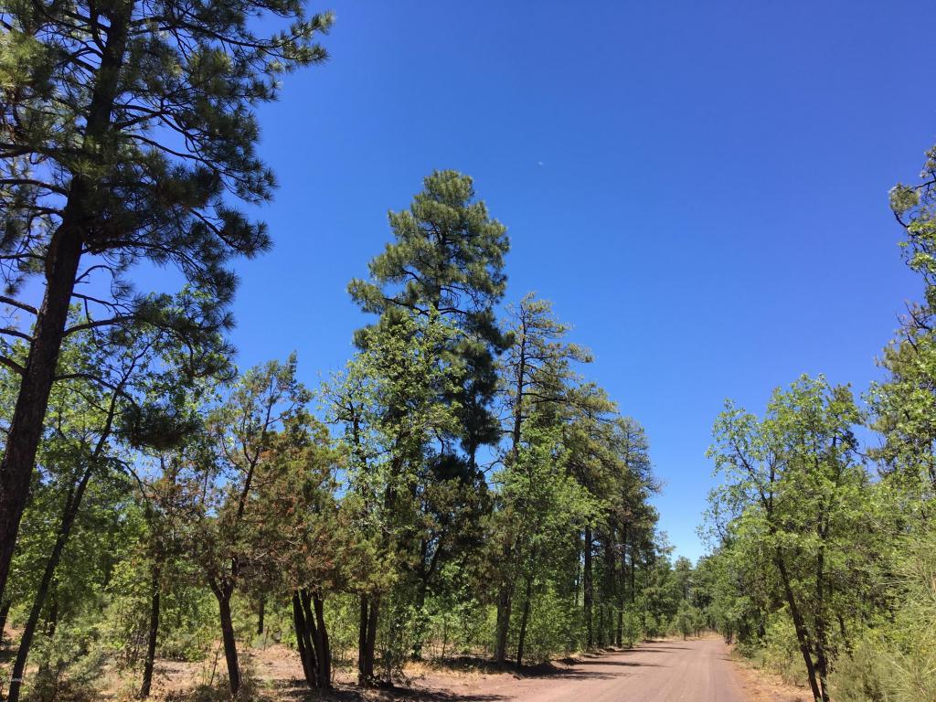 900 E Rim Road Drive - Photo 1