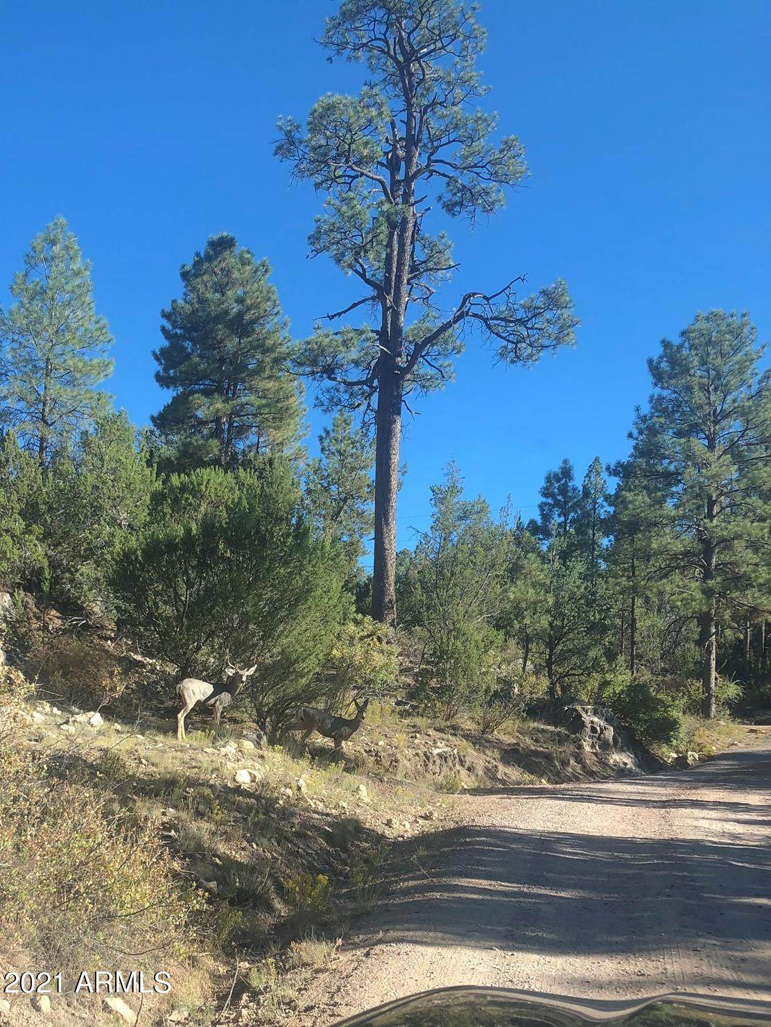 1000 Rim Road Road - Photo 1