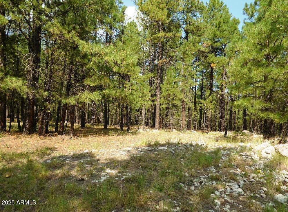 5131 Forest Service Road 137A Road - Photo 1