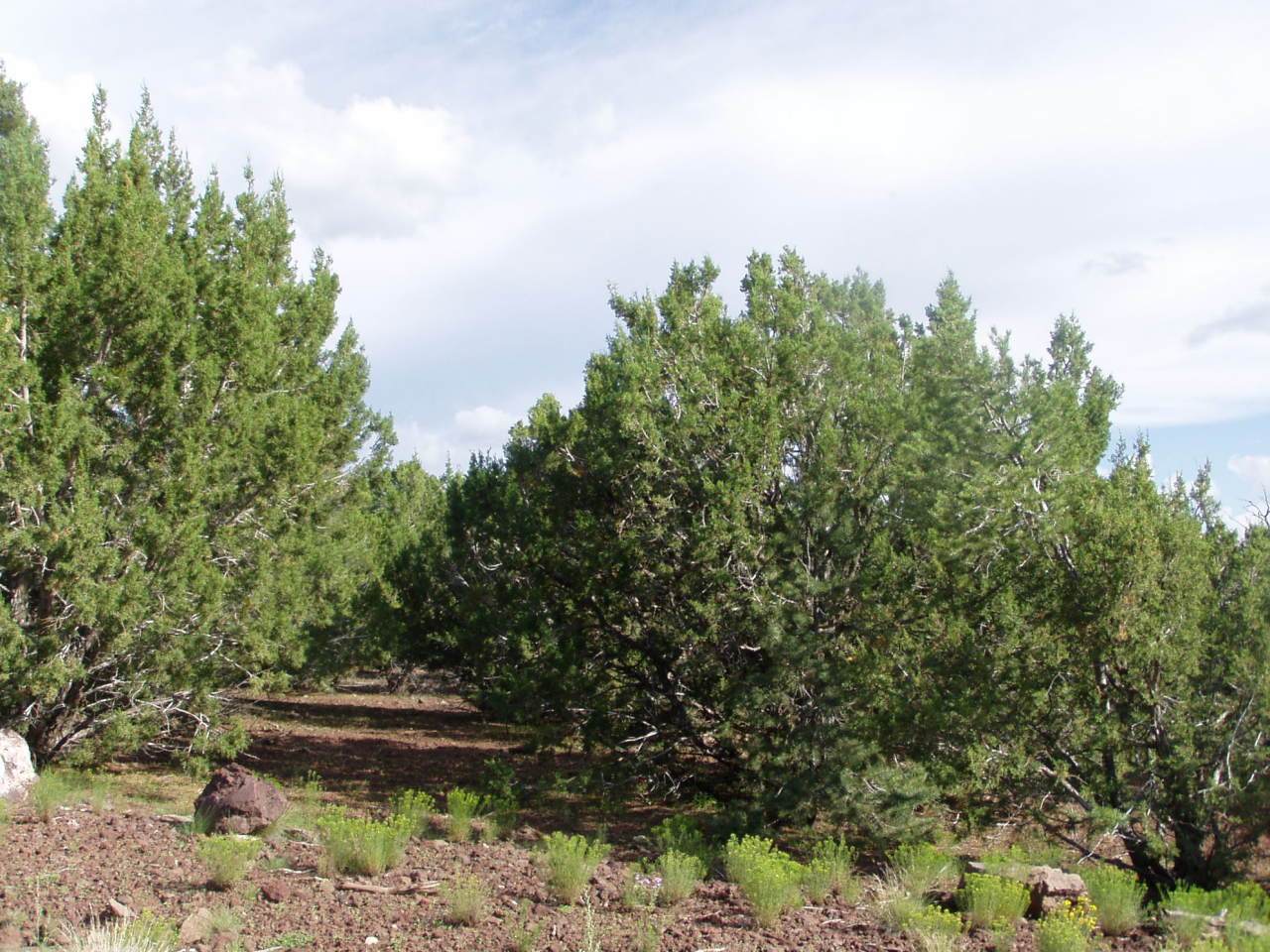 LOT 8 Uphill Trail - Photo 1