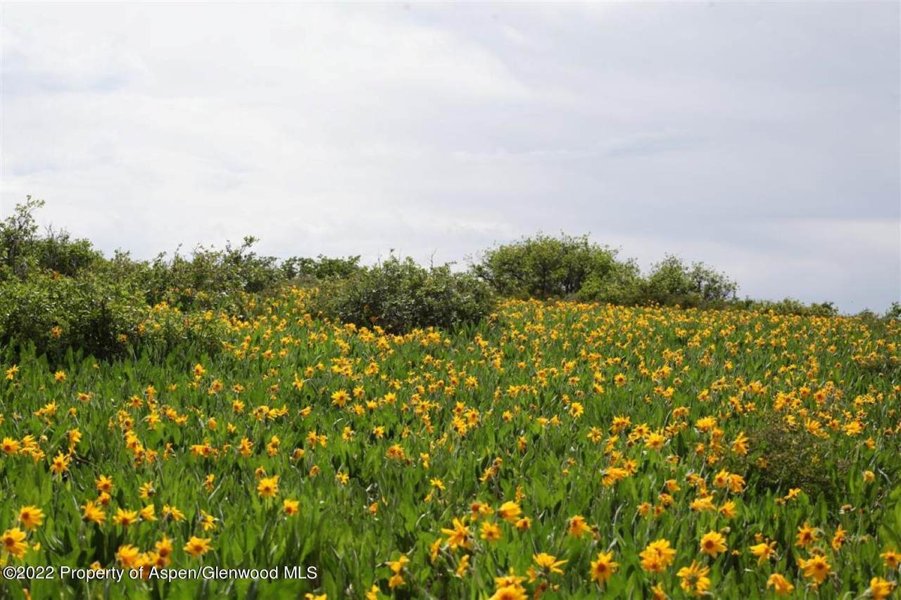 TBD Buckhorn Road - Photo 1