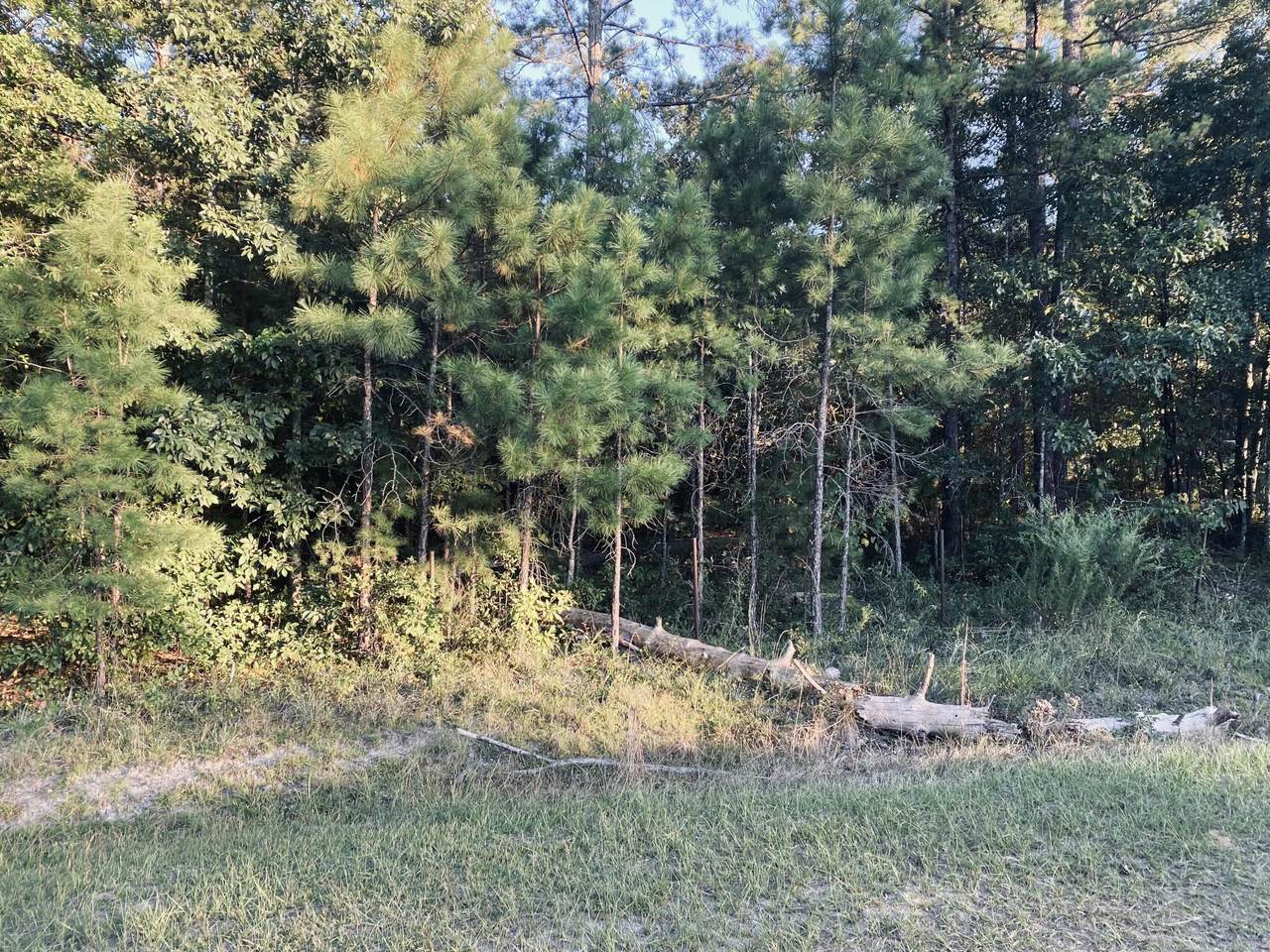 1 Loblolly Drive - Photo 1