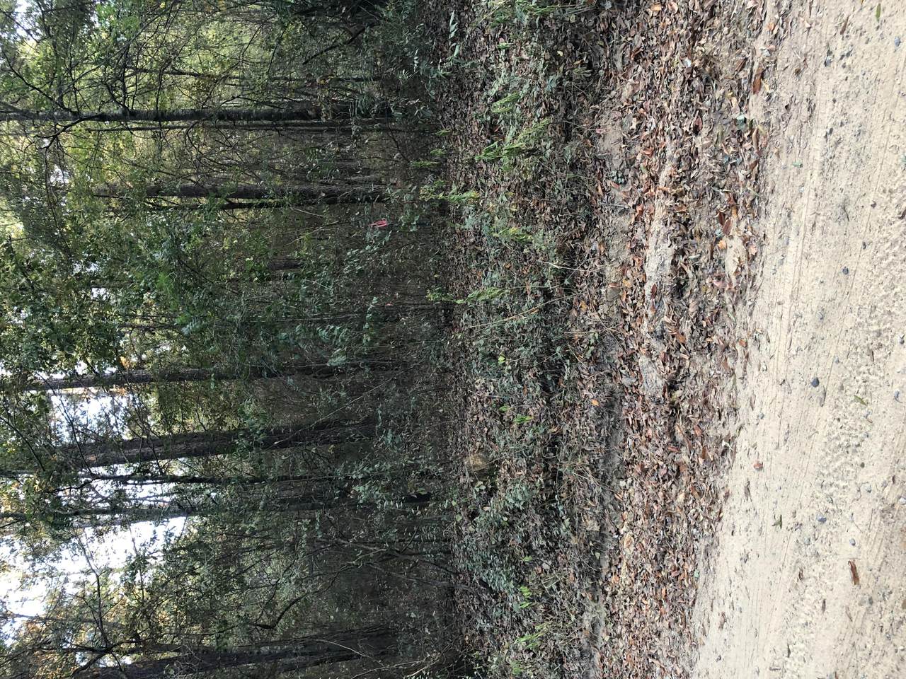 703 Ramsey Road - Photo 1