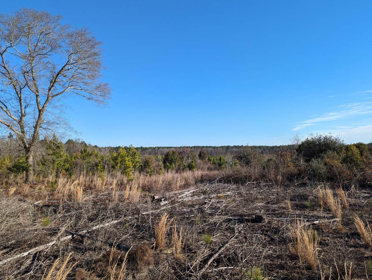 0 Hollow Creek Road, Salley, SC 29137 (MLS 524249) Shannon Rollings