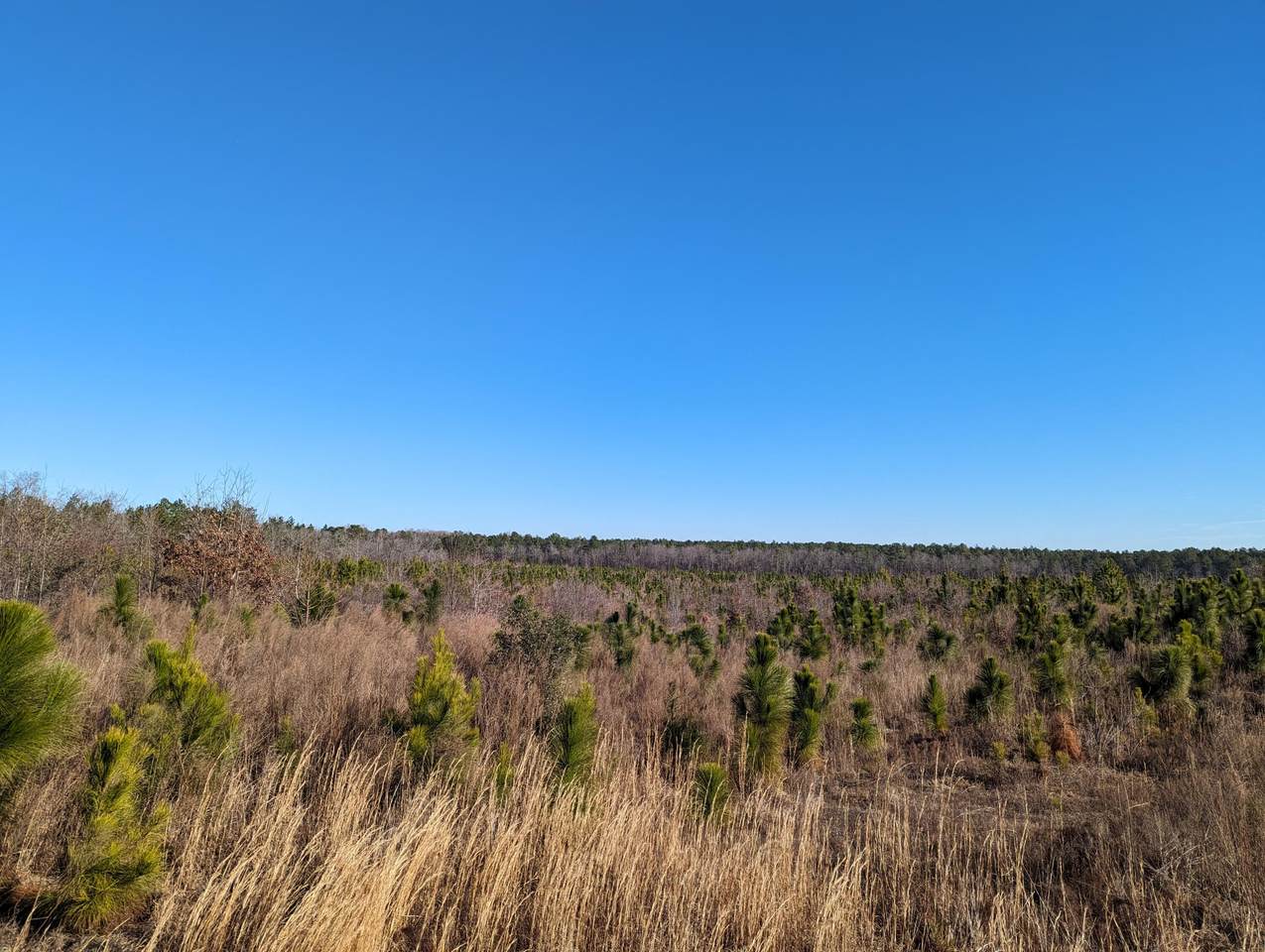 0 Hollow Creek Road, Salley, SC 29137 (MLS 524249) Shannon Rollings