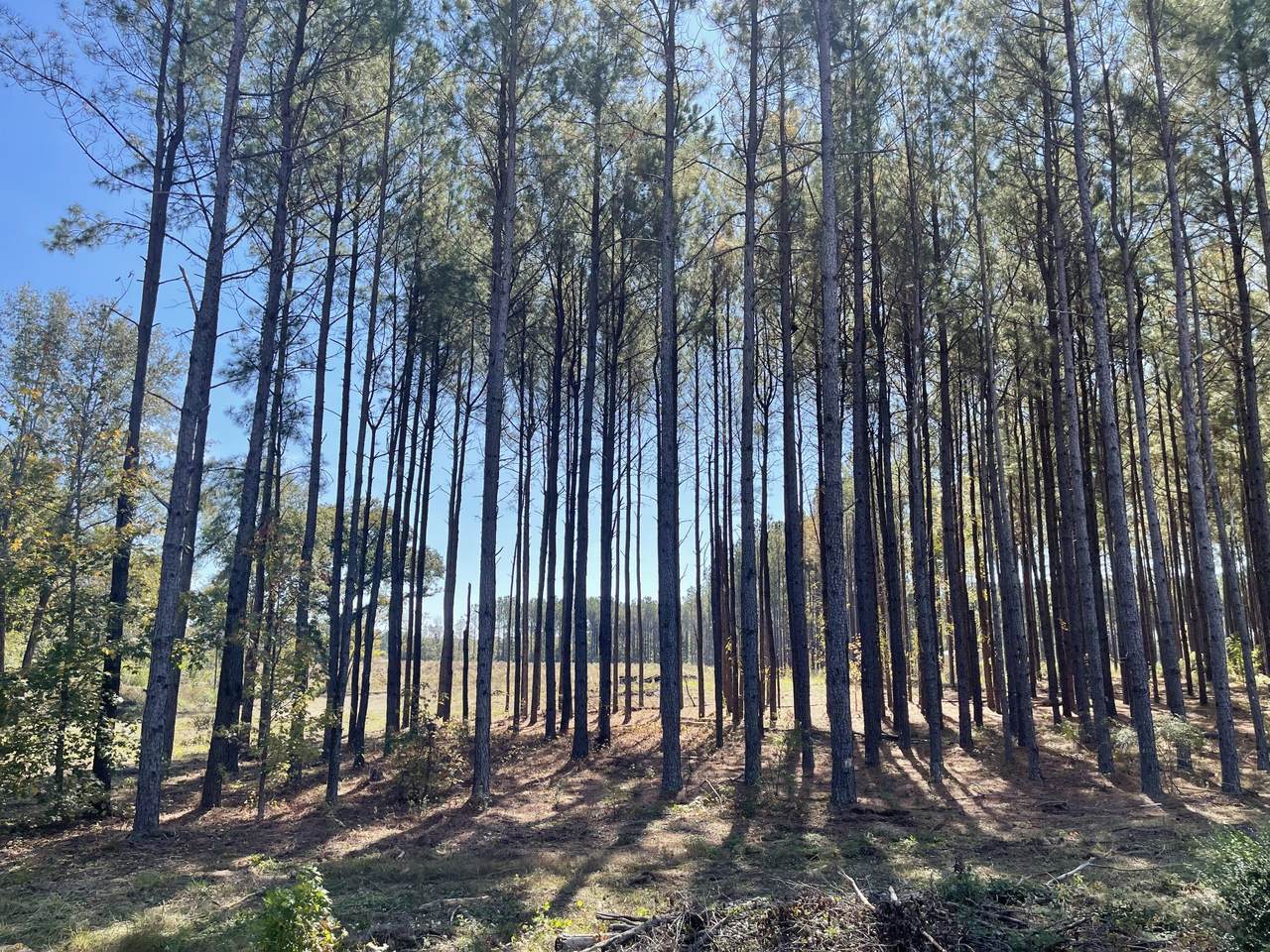 LOT 11 Bailey Road - Photo 1