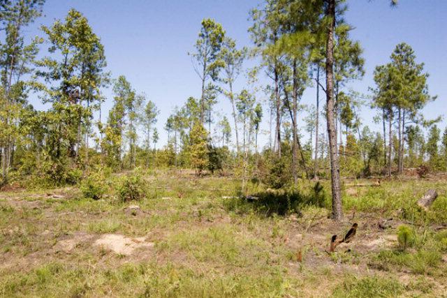 Tract 27 Pollett Road - Photo 1