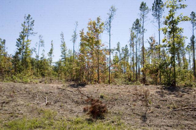 Tract 6 Coleman Chapel Road - Photo 1