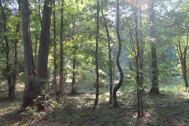 Lot 7 Gregory Lake Road - Photo 1