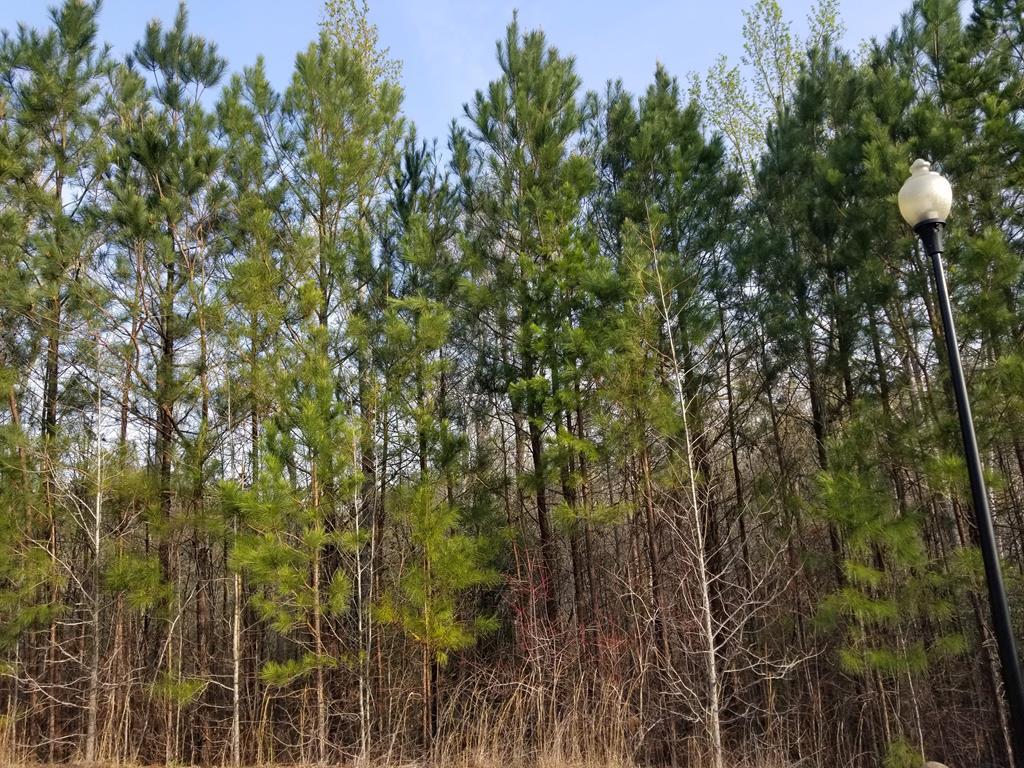 0 Palmetto Point Drive - Photo 1