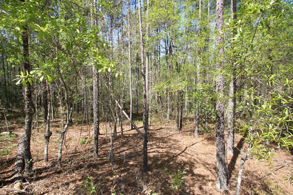 0 Beechtree Acres Road - Photo 1