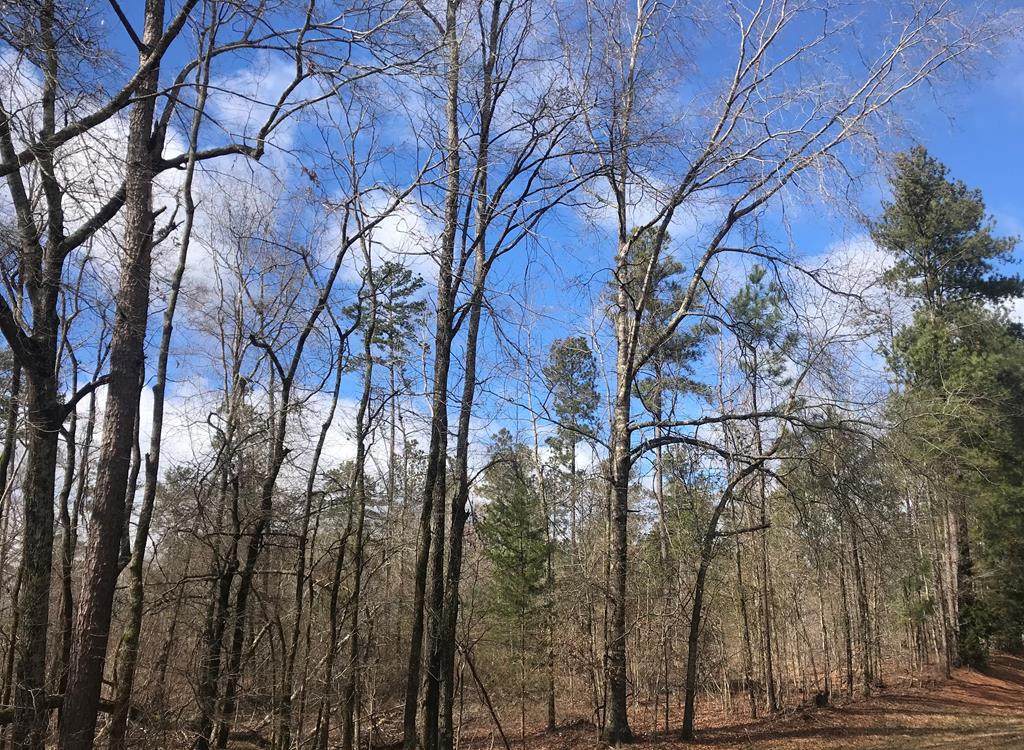 00 White Oak Road - Photo 1