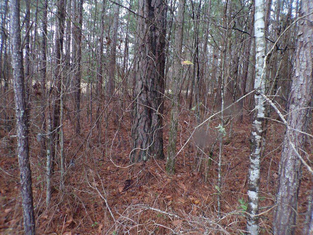 1038 E Pine Valley Drive - Photo 1