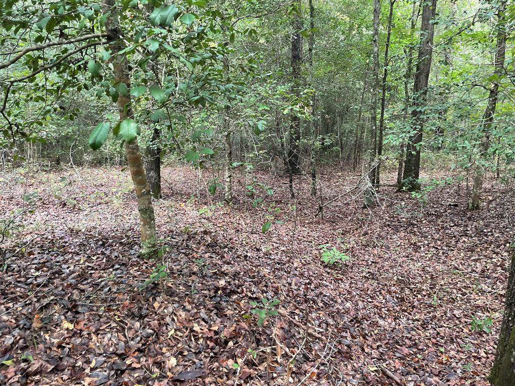 0 Wild Turkey Drive - Photo 1