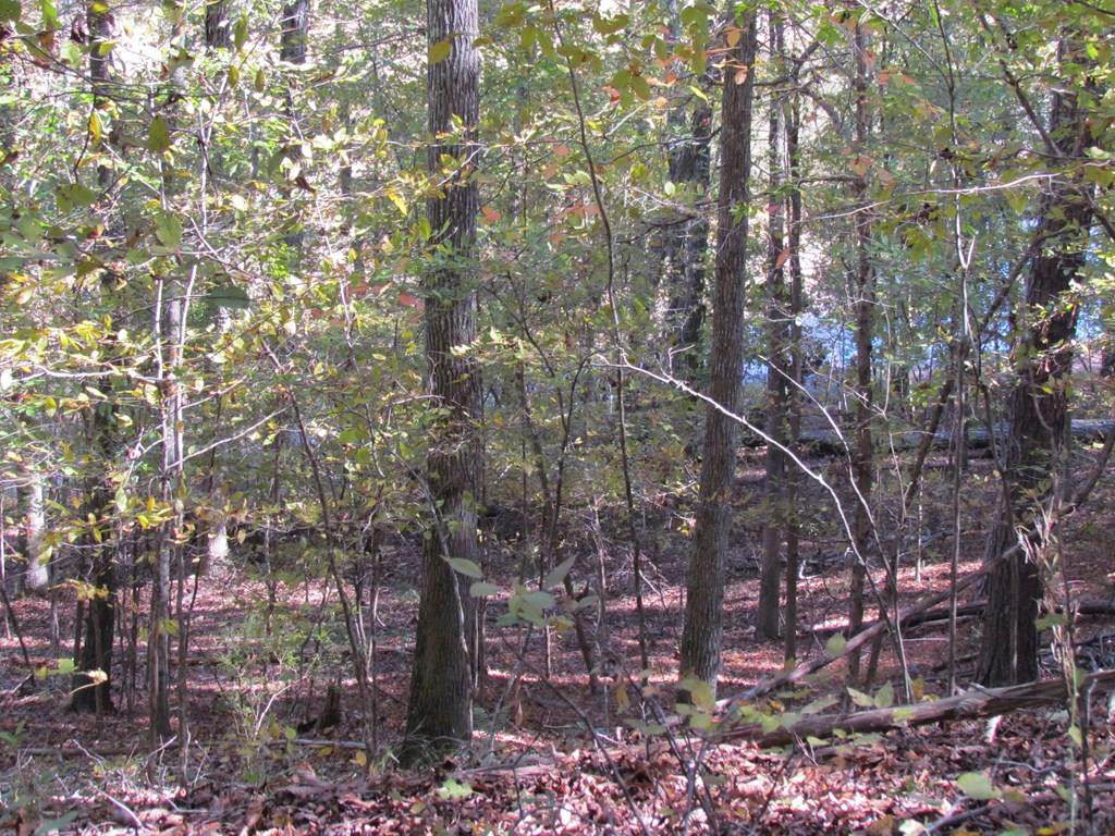 L16 B6 Cottonwood Cove - Photo 1