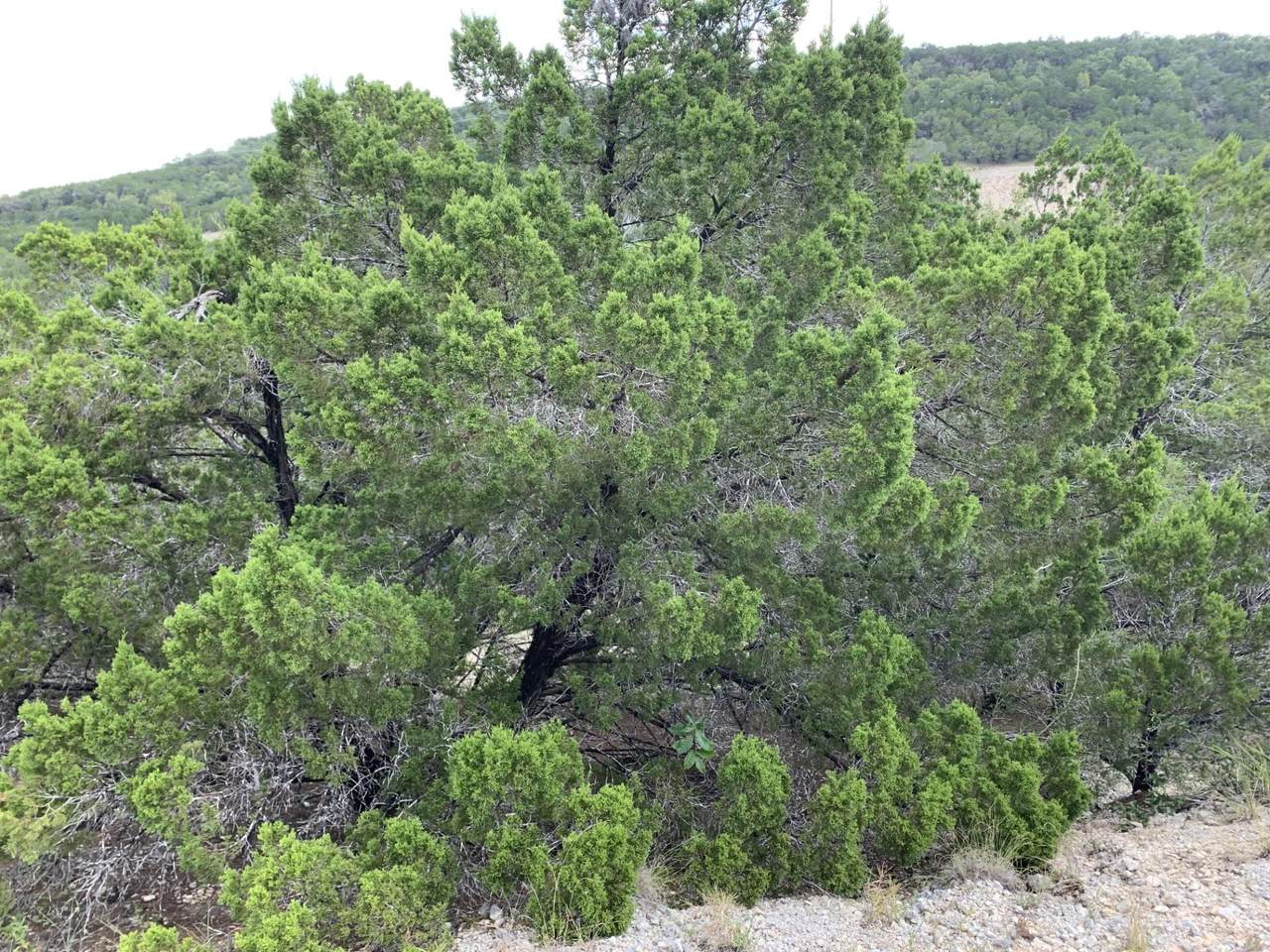 https://bt-photos.global.ssl.fastly.net/austin/1280_boomver_1_2300215-2.jpg