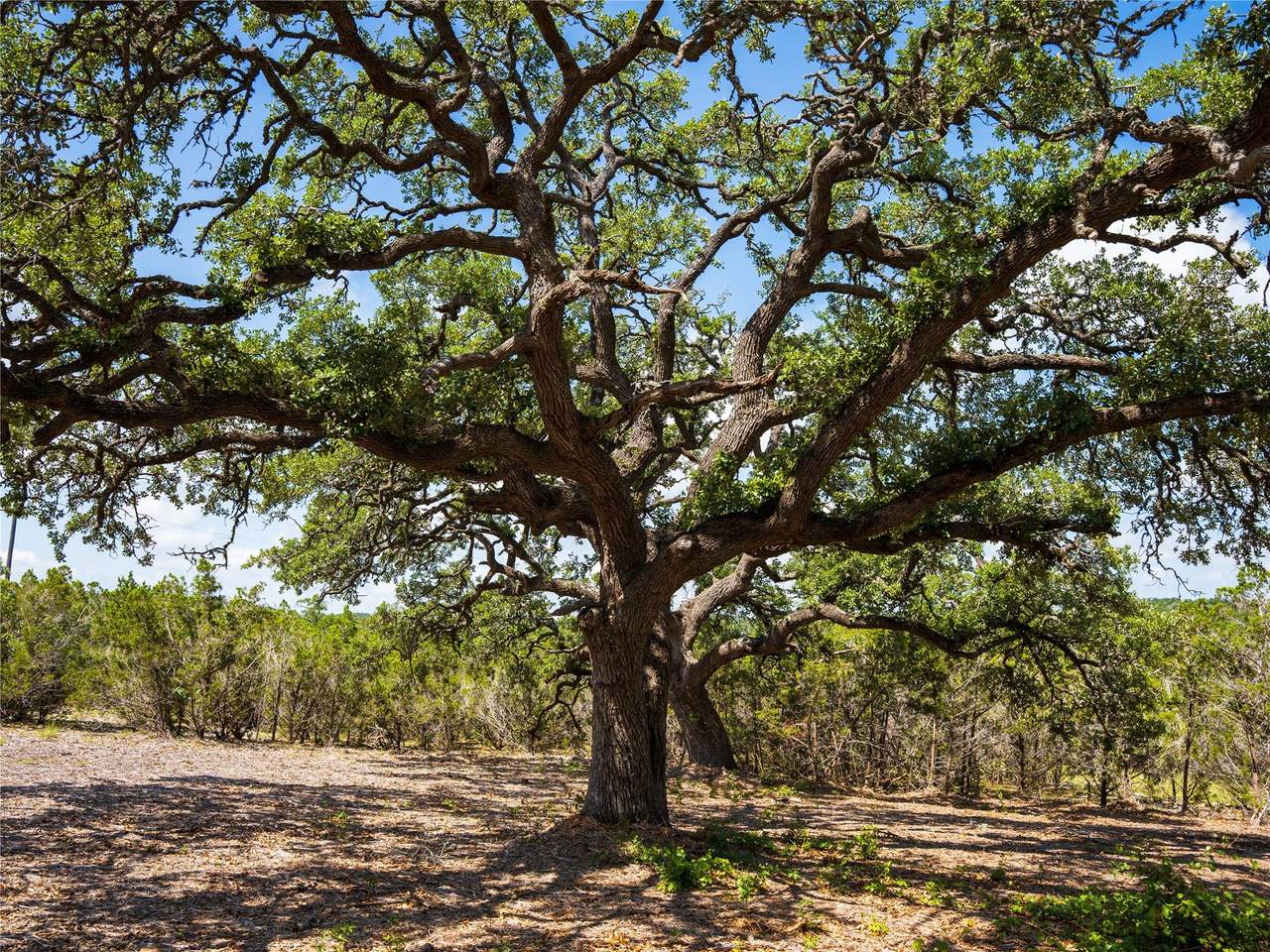 000 Heritage Creek Ranch - Photo 1