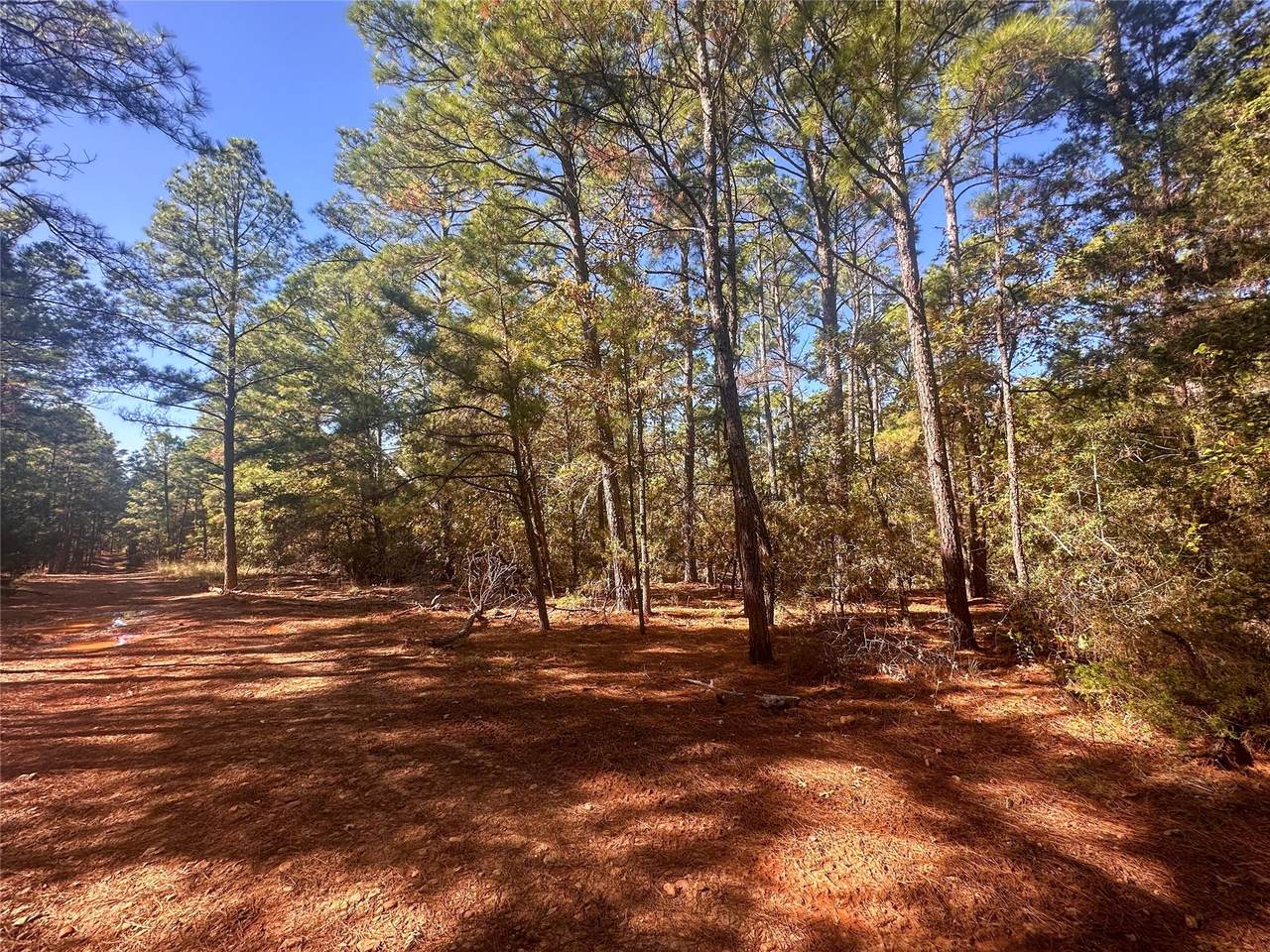 000 Pine Hollow Dr - Photo 1