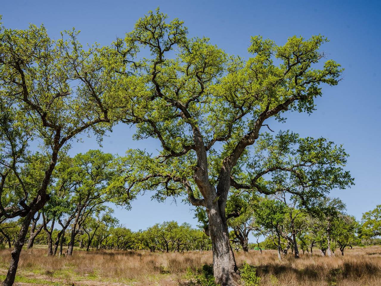 000 Little Creek Rnch - Photo 1