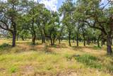 N/A Lone Man Mountain Rd - Photo 34