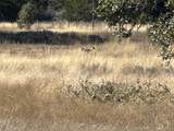Lot 186 Blackbuck Ridge Dr - Photo 5