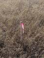 304 Lightning Ranch Pt - Photo 11